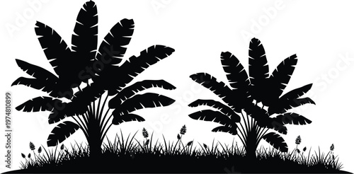 Tropical banana trees silhouettes with grass ground jungle nature scene