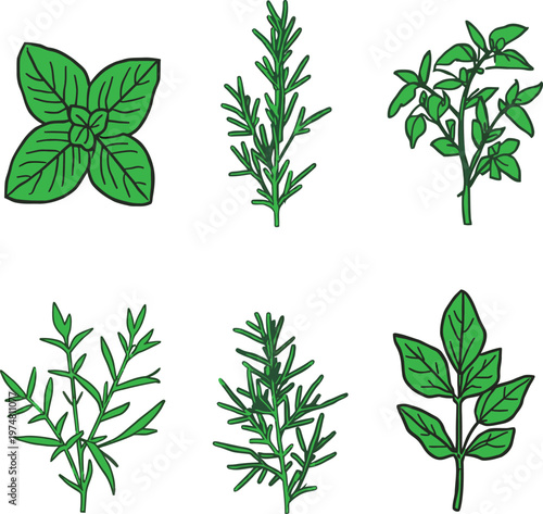 Illustrations of various aromatic herbs and their distinct leaf structures