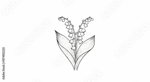 Delicate sketch of lily of the valley flowers with bell-shaped blooms