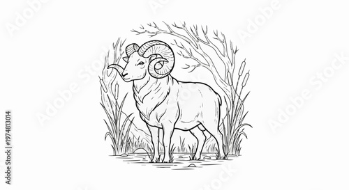 A ram stands in reeds and branches