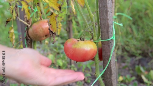 Fresh tomatoes hang on plants in a garden. The scene shows green foliage and garden support for the plants in summer.