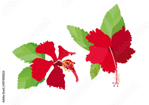 hibiscus flower on white background illustration vector