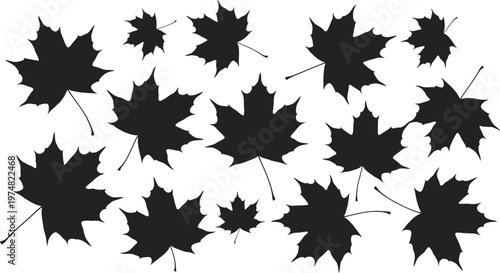 Canada Day Large collection of maple leaf silhouettes in various sizes and orientations for versatile Canadian themed graphic design projects