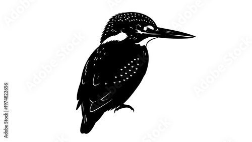 Kingfisher Bird Profile View.