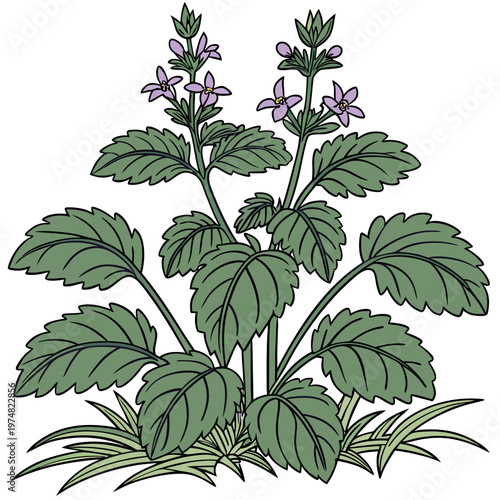 A detailed botanical illustration depicts several stems of self heal showcasing vibrant green leaves and delicate purple flower spikes high quality professional