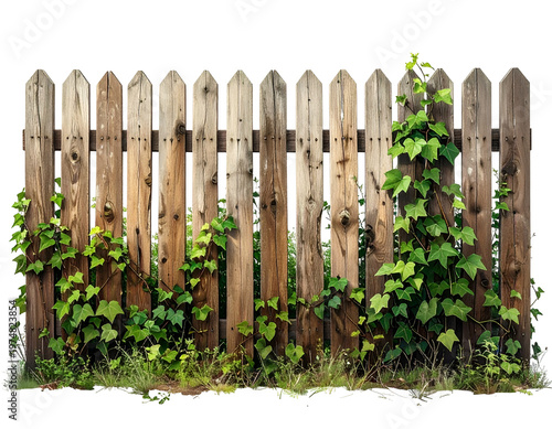 Rustic wooden fence with climbing green vines and overgrown grass