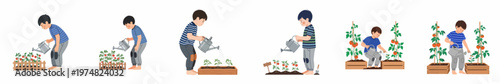Set of illustrations of a little boy watering tomato plants in his garden, nurturing nature and learning about plant growth.