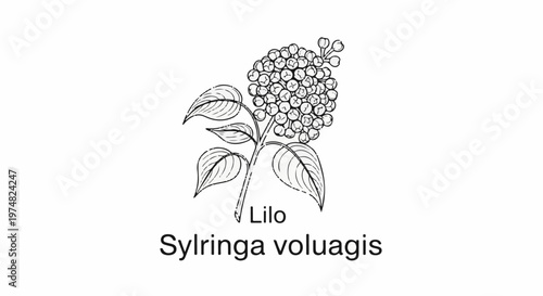 Hand-drawn sketch of a lilac branch with buds, leaves, and botanical name