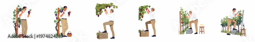 Flat illustration set of male winemakers and vineyard workers harvesting, inspecting, and caring for grapevines in a professional viticulture setting.