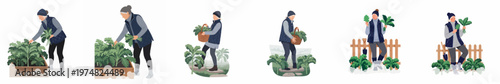 Set of illustrations showing a senior woman harvesting fresh kale from a winter garden with snow and raised beds.
