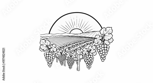A black and white illustration of a sun setting over a vineyard with grapes