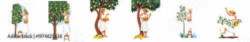 Set of illustrations featuring a woman in a white dress harvesting ripe lemons from a tree in a sunny garden setting.
