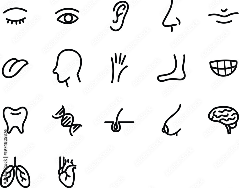 Fototapeta premium Human Anatomy Line Icons Set for Medical and Healthcare Use