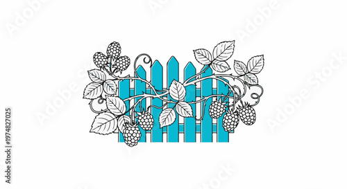 Raspberry vines with berries climb over a turquoise picket fence