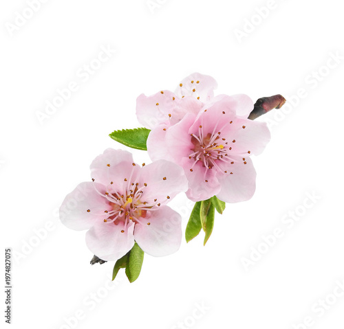 Blooming spring peach branch with pink flowers isolated on white background