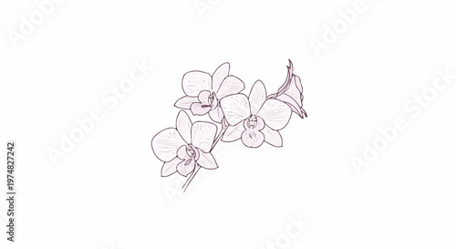 Delicate sketch of a blooming orchid stem with multiple flowers