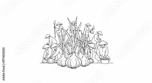 Farmers in conical hats harvest large onions in a field