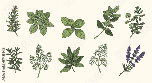 Assorted culinary herbs illustration set featuring rosemary, basil, mint, oregano, thyme, dill, lavender, and sage leaves.