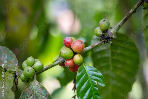 Coffee berries in various stages of ripeness are growing on a coffee tree branch in an agricultural plantation, showcasing the natural process of coffee production and harvest