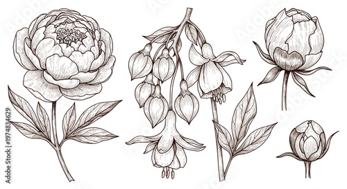 Detailed vintage style botanical sketches of peony and fuchsia flowers with leaves in sepia tones on white background.
