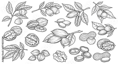 Collection of hand-drawn nut sketches features walnuts and hazelnuts alongside pecans and peanuts with leaves.