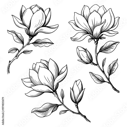 Elegant Magnolia Flowers Coloring Page, Spring Botanical Vector Illustration, Simple Floral Line Art for Beginners