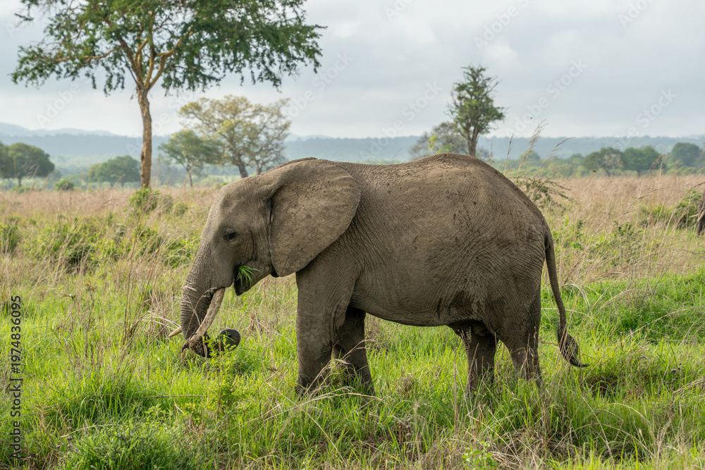 Fototapeta premium African elephant.