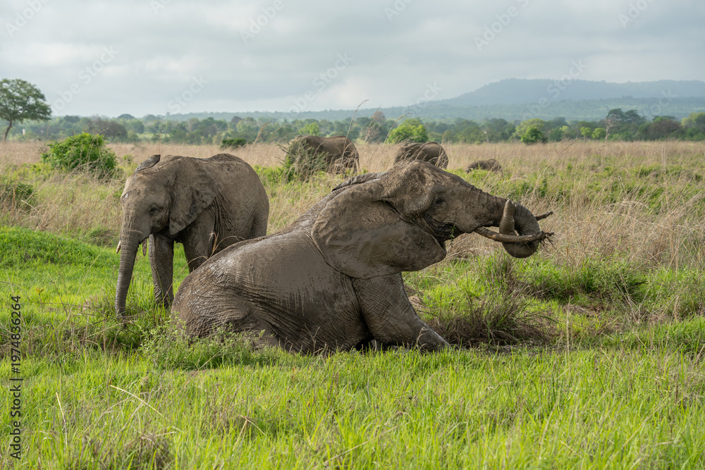 Fototapeta premium African elephant.