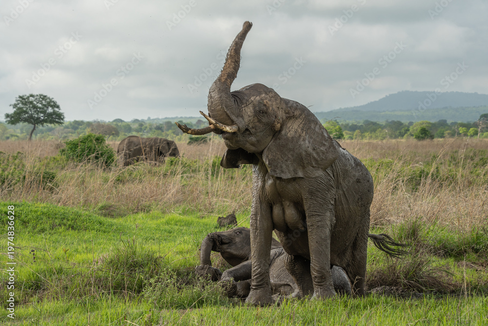 Fototapeta premium African elephant.