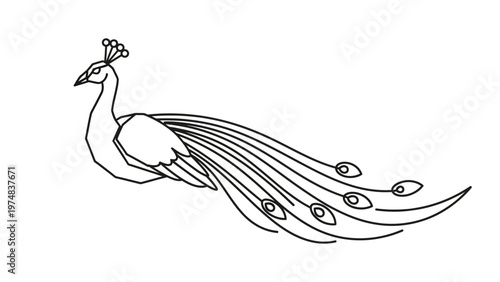 Black and White Peacock Illustration.