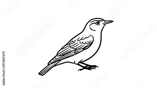 Simple Line Drawing of Bird.