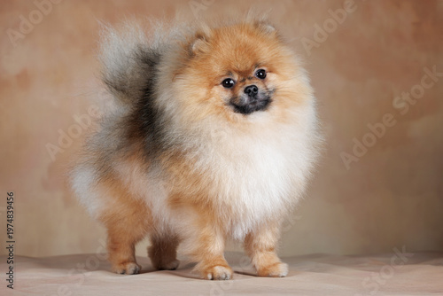 Canvas Print beautiful pomeranian spitz dog standing on beige background