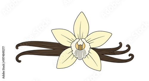 Beautiful vanilla orchid flower with several brown vanilla bean pods underneath it isolated on a white background for food or beauty products.