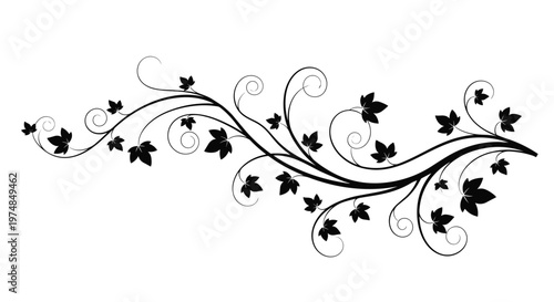 Elegant black vine flourish with small leaves and curly stems on white background for decorative floral border design.