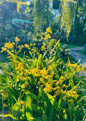 Dancing Lady Orchid