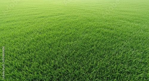 A perfectly manicured, dense green grassplot filling the frame, showing healthy, uniform turf under bright daylight, meadow, vibrant, tranquility