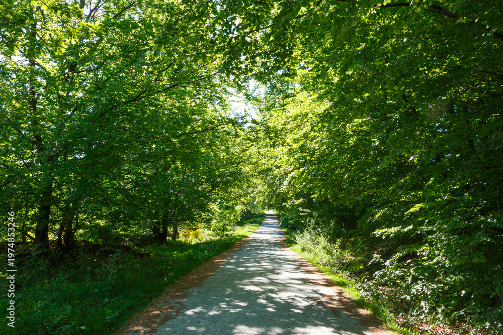 Fototapeta premium Nationalpark Eifel, Nordrhein-Westfalen, Deutschland, Naturschutzgebiet, Buchenwälder, Wald, Renaturierung, Weg durch den Nationalpark, barreierefrei
