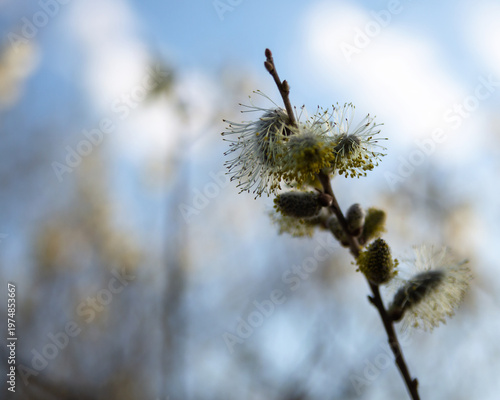 Willow blossomed in spring. Against the background of the blue sky. Selective focus.