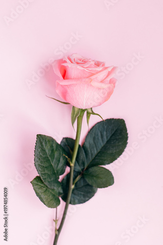 Tender Rose flower on a pink pastel background. Place for text.