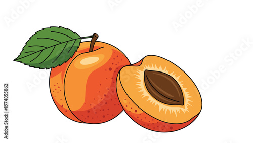 whole orange apricot and a half showing the brown pit inside are illustrated with a green leaf for a fresh fruit theme.
