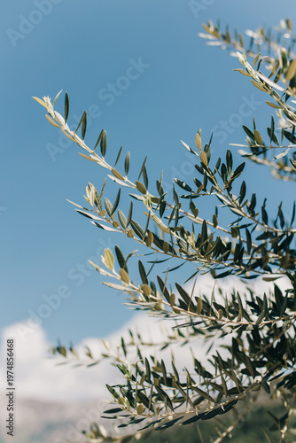 Fresh branches of olive tree on a blue sky background. Place for text.
