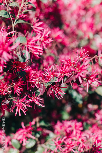 Beautiful pink flowers of Chinese fringe-bush (Loropetalum chinense) in a spring garden.