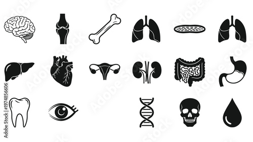 Comprehensive collection of human internal organ icons shown in black and white including heart, lungs, brain, kidneys, and stomach.