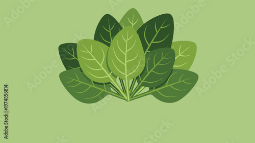 Bundle of fresh green spinach leaves shown in a bunch for healthy cooking and nutrition concepts on a light green background.