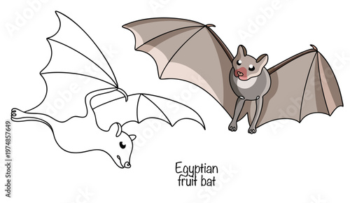 Egyptian fruit bat