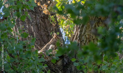 Great Horned Owl on a Nest with Young Owlets