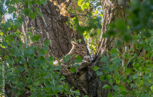 Great Horned Owl on a Nest with Young Owlets