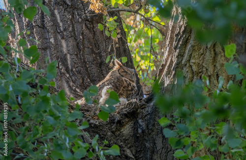Great Horned Owl on a Nest with Young Owlets