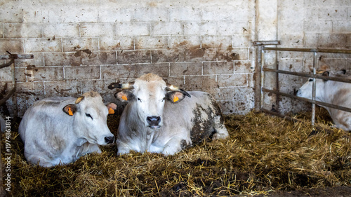 Two young calves resting on hay in a rustic barn