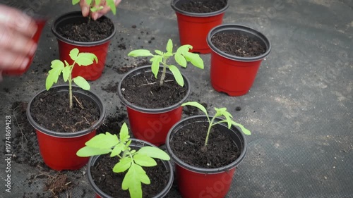 Planting Tomato Seedlings Into Small Pots With Fresh Soil in Backyard Garden